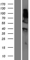 RNF165 Protein - Western validation with an anti-DDK antibody * L: Control HEK293 lysate R: Over-expression lysate