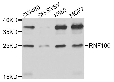 RNF166 Antibody - Western blot analysis of extracts of various cell lines.