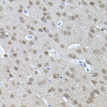 RNF166 Antibody - Immunohistochemistry of paraffin-embedded mouse brain tissue.