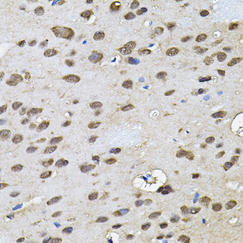 RNF166 Antibody - Immunohistochemistry of paraffin-embedded rat brain tissue.