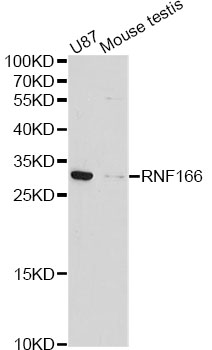 RNF166 Antibody - Western blot analysis of extracts of various cell lines, using RNF166 antibody at 1:1000 dilution. The secondary antibody used was an HRP Goat Anti-Rabbit IgG (H+L) at 1:10000 dilution. Lysates were loaded 25ug per lane and 3% nonfat dry milk in TBST was used for blocking. An ECL Kit was used for detection and the exposure time was 90s.