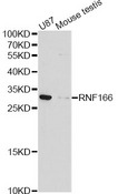 RNF166 Antibody - Western blot analysis of extracts of various cell lines, using RNF166 antibody at 1:1000 dilution. The secondary antibody used was an HRP Goat Anti-Rabbit IgG (H+L) at 1:10000 dilution. Lysates were loaded 25ug per lane and 3% nonfat dry milk in TBST was used for blocking. An ECL Kit was used for detection and the exposure time was 90s.