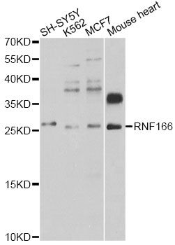 RNF166 Antibody - Western blot analysis of extracts of various cell lines, using RNF166 antibody at 1:1000 dilution. The secondary antibody used was an HRP Goat Anti-Rabbit IgG (H+L) at 1:10000 dilution. Lysates were loaded 25ug per lane and 3% nonfat dry milk in TBST was used for blocking. An ECL Kit was used for detection and the exposure time was 15s.