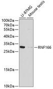 RNF166 Antibody - Western blot analysis of extracts of various cell lines using RNF166 Polyclonal Antibody at dilution of 1:1000.