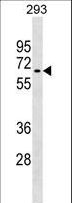 RNF168 Antibody - RNF168 Antibody western blot of 293 cell line lysates (35 ug/lane). The RNF168 antibody detected the RNF168 protein (arrow).