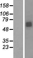 RNF168 Protein - Western validation with an anti-DDK antibody * L: Control HEK293 lysate R: Over-expression lysate
