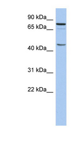RNF169 Antibody - RNF169 antibody Western blot of THP-1 cell lysate. This image was taken for the unconjugated form of this product. Other forms have not been tested.