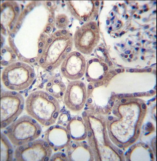 RNF180 Antibody - RNF180 Antibody immunohistochemistry of formalin-fixed and paraffin-embedded human kidney tissue followed by peroxidase-conjugated secondary antibody and DAB staining.