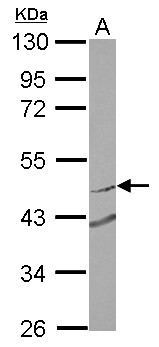 RNF180 Antibody - Sample (30 ug of whole cell lysate) A: MCF-7 10% SDS PAGE RNF180 antibody diluted at 1:2000