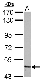 RNF180 Antibody - Sample (30 ug of whole cell lysate) A: 293T 7.5% SDS PAGE RNF180 antibody diluted at 1:1000