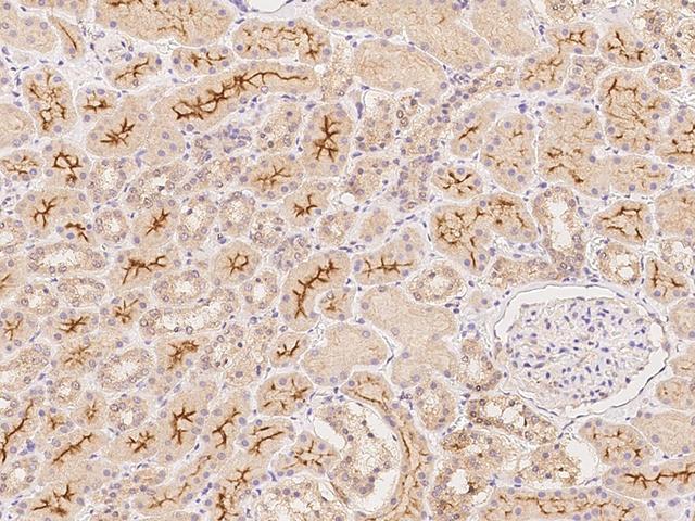 RNF180 Antibody - Immunochemical staining of human RNF180 in human kidney with rabbit polyclonal antibody at 1:300 dilution, formalin-fixed paraffin embedded sections.