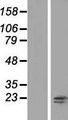 RNF181 Protein - Western validation with an anti-DDK antibody * L: Control HEK293 lysate R: Over-expression lysate