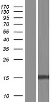 RNF185 Protein - Western validation with an anti-DDK antibody * L: Control HEK293 lysate R: Over-expression lysate