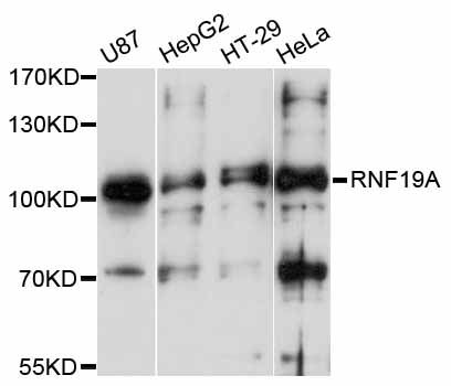 RNF19A / DORFIN Antibody - Western blot analysis of extracts of various cell lines, using RNF19A antibody at 1:3000 dilution. The secondary antibody used was an HRP Goat Anti-Rabbit IgG (H+L) at 1:10000 dilution. Lysates were loaded 25ug per lane and 3% nonfat dry milk in TBST was used for blocking. An ECL Kit was used for detection and the exposure time was 5s.