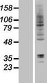 RNF19A / DORFIN Protein - Western validation with an anti-DDK antibody * L: Control HEK293 lysate R: Over-expression lysate