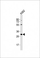 RNF2 / RING2 / RING1B Antibody - Anti-RNF2 Antibody at 1:2000 dilution + K562 whole cell lysates Lysates/proteins at 20 ug per lane. Secondary Goat Anti-Rabbit IgG, (H+L), Peroxidase conjugated at 1/10000 dilution Predicted band size : 38 kDa Blocking/Dilution buffer: 5% NFDM/TBST.