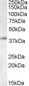RNF2 / RING2 / RING1B Antibody - Staining (0.5 ?g/ml) of K562 lysate (RIPA buffer, 35?g total protein per lane). Primary incubated for 1 hour. Detected by western blot using chemiluminescence.