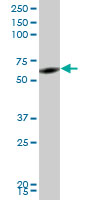 RNF2 / RING2 / RING1B Antibody - RNF2 monoclonal antibody (M05), clone 2B6. Western blot of RNF2 expression in human placenta.