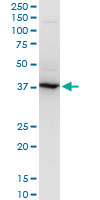 RNF2 / RING2 / RING1B Antibody - RNF2 monoclonal antibody (M05), clone 2B6. Western blot of RNF2 expression in Raw 264.7.