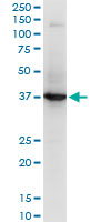 RNF2 / RING2 / RING1B Antibody - RNF2 monoclonal antibody (M05), clone 2B6. Western blot of RNF2 expression in NIH/3T3.