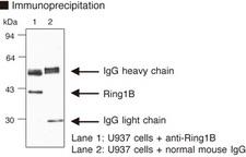 RNF2 / RING2 / RING1B Antibody