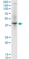 RNF2 / RING2 / RING1B Antibody - RNF2 monoclonal antibody (M03), clone 3G6. Western blot of RNF2 expression in PC-12.