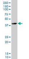 RNF2 / RING2 / RING1B Antibody - RNF2 monoclonal antibody (M03), clone 3G6. Western blot of RNF2 expression in HeLa NE.