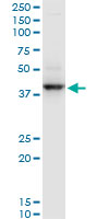RNF2 / RING2 / RING1B Antibody - RNF2 monoclonal antibody (M03), clone 3G6. Western blot of RNF2 expression in Raw 264.7.