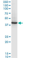 RNF2 / RING2 / RING1B Antibody - RNF2 monoclonal antibody (M03), clone 3G6. Western blot of RNF2 expression in NIH/3T3.