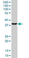 RNF2 / RING2 / RING1B Antibody - RNF2 monoclonal antibody (M06), clone 4A9. Western blot of RNF2 expression in HeLa NE.
