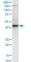 RNF2 / RING2 / RING1B Antibody - RNF2 monoclonal antibody (M06), clone 4A9. Western blot of RNF2 expression in Raw 264.7.