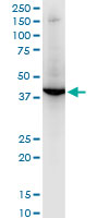 RNF2 / RING2 / RING1B Antibody - RNF2 monoclonal antibody (M06), clone 4A9. Western blot of RNF2 expression in NIH/3T3.