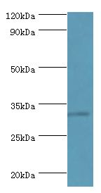 RNF212 Antibody - Western blot. All lanes: RNF212 antibody at 14 ug/ml+HepG2 whole cell lysate. Secondary antibody: Goat polyclonal to rabbit at 1:10000 dilution. Predicted band size: 33 kDa. Observed band size: 33 kDa.