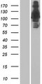 RNF213 Protein - Western validation with an anti-DDK antibody * L: Control HEK293 lysate R: Over-expression lysate
