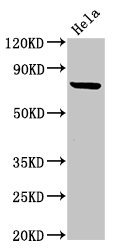 RNF219 Antibody - Positive Western Blot detected in Hela whole cell lysate. All lanes: RNF219 antibody at 4 µg/ml Secondary Goat polyclonal to rabbit IgG at 1/50000 dilution. Predicted band size: 81 KDa. Observed band size: 81 KDa