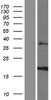 RNF224 Protein - Western validation with an anti-DDK antibody * L: Control HEK293 lysate R: Over-expression lysate