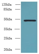 RNF26 Antibody - Western blot. All lanes: RNF26 antibody at 6 ug/ml+ 293T whole cell lysate Goat polyclonal to rabbit at 1:10000 dilution. Predicted band size: 48 kDa. Observed band size: 48 kDa.