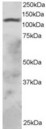 RNF31 Antibody - Antibody staining (2 ug/ml) of HepG2 lysate (RIPA buffer, 30 ug total protein per lane). Primary incubated for 1 hour. Detected by Western blot of chemiluminescence.