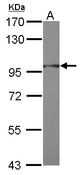 RNF31 Antibody - Sample (30 ug of whole cell lysate) A: IMR32 7.5% SDS PAGE RNF31 antibody diluted at 1:500