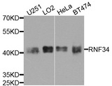 RNF34 Antibody - Western blot analysis of extracts of various cells.