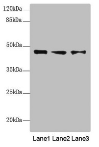 RNF34 Antibody - Western blot All Lanes: RNF34 antibody at 1.18 ug/ml Lane 1: LO2 whole cell lysate Lane 2: U251 whole cell lysate Lane 3: Hela whole cell lysate Secondary Goat polyclonal to rabbit IgG at 1/10000 dilution Predicted band size: 42 kDa Observed band size: 42 kDa