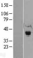 RNF34 Protein - Western validation with an anti-DDK antibody * L: Control HEK293 lysate R: Over-expression lysate