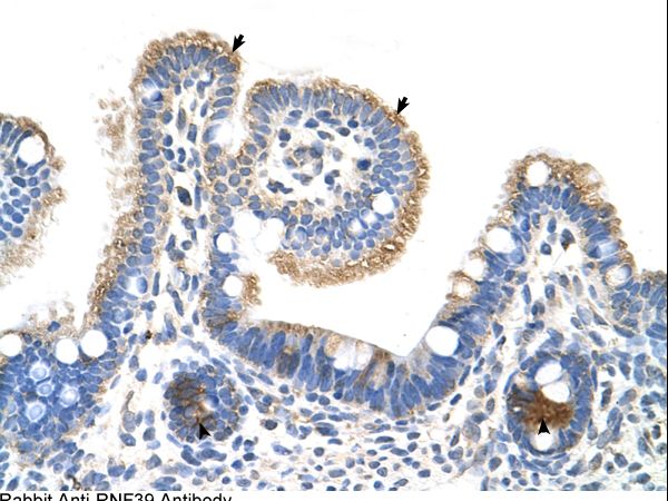 RNF39 Antibody - RNF39 antibody ARP43332_P050-NP_739575-RNF39(ring finger protein 39) Antibody was used in IHC to stain formalin-fixed, paraffin-embedded human intestine.  This image was taken for the unconjugated form of this product. Other forms have not been tested.