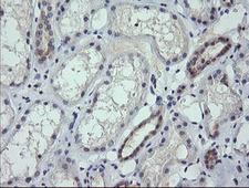 RNF39 Antibody - IHC of paraffin-embedded Human Kidney tissue using anti-RNF39 mouse monoclonal antibody.