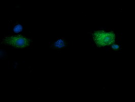 RNF39 Antibody - Anti-RNF39 mouse monoclonal antibody immunofluorescent staining of COS7 cells transiently transfected by pCMV6-ENTRY RNF39.