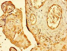 RNF4 Antibody - Immunohistochemistry of paraffin-embedded human placenta tissue at dilution of 1:100