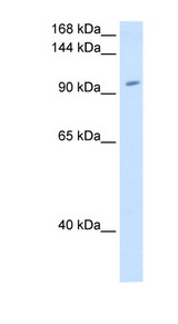 RNF40 / STARING Antibody - RNF40 antibody ARP43165_T100-NP_055586-RNF40(ring finger protein 40) Antibody Western blot of 293T cell lysate.  This image was taken for the unconjugated form of this product. Other forms have not been tested.