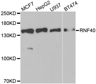 RNF40 / STARING Antibody - Western blot analysis of extracts of various cell lines.