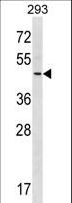 RNF41 Antibody - RNF41 Antibody western blot of 293 cell line lysates (35 ug/lane). The RNF41 antibody detected the RNF41 protein (arrow).