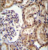 RNF43 Antibody - RNF43 Antibody immunohistochemistry of formalin-fixed and paraffin-embedded human kidney tissue followed by peroxidase-conjugated secondary antibody and DAB staining.